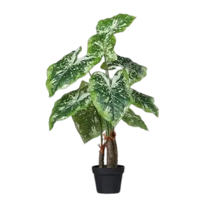 Künstlicher Philodendron - Ambra auf transparentem Hintergrund mit echt wirkenden Kunstblättern in natürlicher Anordnung. Künstlicher Philodendron - Ambra hat die Farbe Natur und ist 85 cm hoch. | aplanta Kunstpflanzen