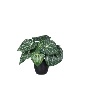 Künstliche Blatt Anthurie - Joko auf transparentem Hintergrund mit echt wirkenden Kunstblättern in natürlicher Anordnung. Künstliche Blatt Anthurie - Joko hat die Farbe Natur und ist 25 cm hoch. | aplanta Kunstpflanzen