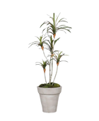 Künstlicher Drachenbaum - Minor auf transparentem Hintergrund mit echt wirkenden Kunstblättern in natürlicher Anordnung. Künstlicher Drachenbaum - Minor hat die Farbe Natur und ist 100 cm hoch. | aplanta Kunstpflanzen