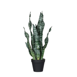 Künstliche Sanseveria - Ilias auf transparentem Hintergrund mit echt wirkenden Kunstblättern in natürlicher Anordnung. Künstliche Sanseveria - Ilias hat die Farbe Natur und ist 53 cm hoch. | aplanta Kunstpflanzen