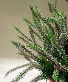 Künstliche Erike - Matilda | 35 cm | Kunstpflanze von aplanta