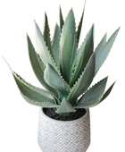 Künstliche Aloe - Jacky auf transparentem Hintergrund mit echt wirkenden Kunstblättern in natürlicher Anordnung. Künstliche Aloe - Jacky hat die Farbe Natur und ist 33 cm hoch. | aplanta Kunstpflanzen
