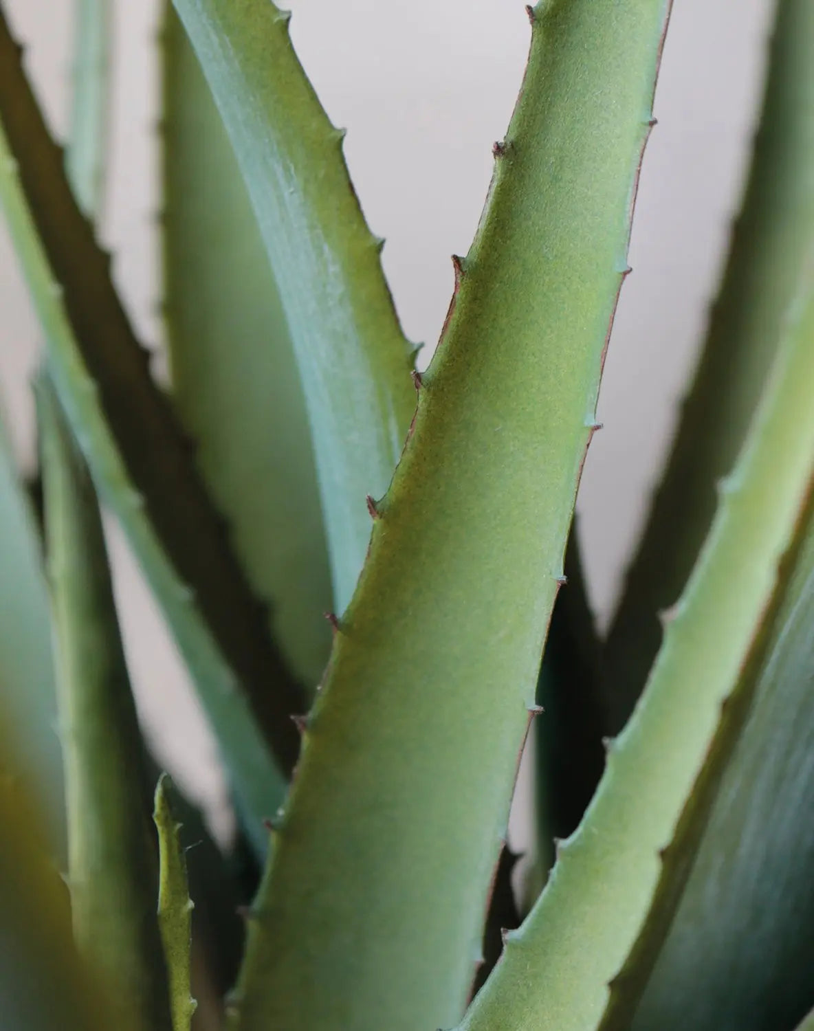 Künstliche Aloe - Yvonne | 53 cm