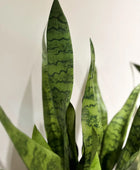Künstlicher Bogenhanf - Luis | 80 cm | Kunstpflanze von aplanta