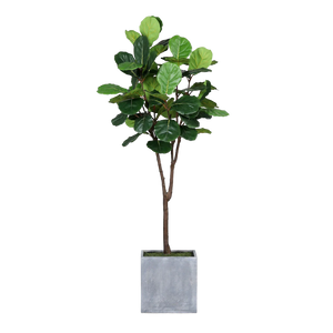 Hochwertige Kunstpflanze | Künstlicher Ficus Lyrata - Benno | 200 cm von 🌱aplanta