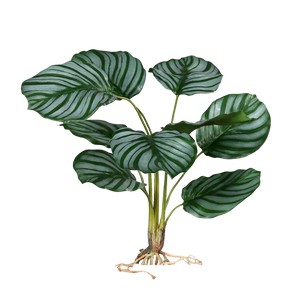 Künstliche Calathea orbifolia - Mick auf transparentem Hintergrund mit echt wirkenden Kunstblättern in natürlicher Anordnung. Künstliche Calathea orbifolia - Mick hat die Farbe Natur und ist 56 cm hoch. | aplanta Kunstpflanzen