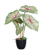 Hochwertige Kunstpflanze | Künstliche wilde Taro - Luigi | 60 cm von 🌱aplanta