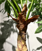 Künstliche Arisaema - Giorgio | 221 cm