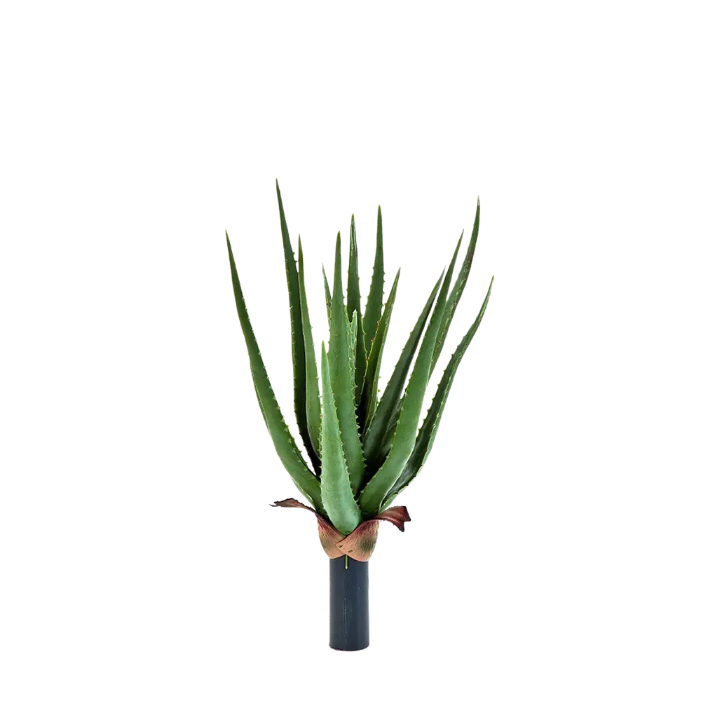 Künstliche Aloe - Anna auf transparentem Hintergrund mit echt wirkenden Kunstblättern in natürlicher Anordnung. Künstliche Aloe - Anna hat die Farbe Natur und ist 40 cm hoch. | aplanta Kunstpflanzen