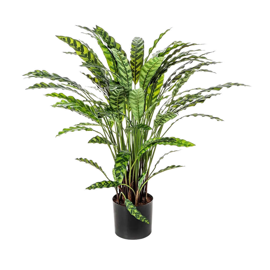 Künstliche Calatheas - Jane auf transparentem Hintergrund mit echt wirkenden Kunstblättern. Diese Kunstpflanze gehört zur Gattung/Familie der "Calatheas" bzw. "Kunst-Calatheas".