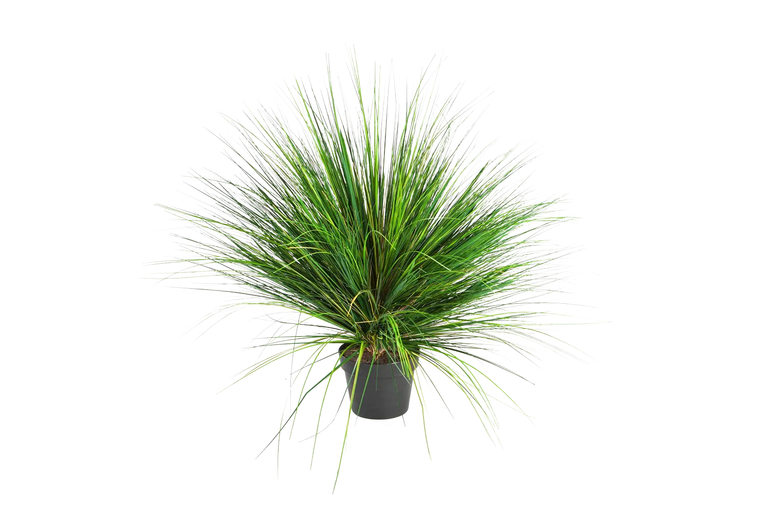 Hochwertiges Kunstgras auf transparentem Hintergrund mit echt wirkenden Kunstblättern in natürlicher Anordnung. Künstliches Gras - Onion hat die Farbe Natur und ist 65 cm hoch. | aplanta Kunstpflanzen