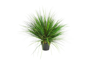 Hochwertiges Kunstgras auf transparentem Hintergrund mit echt wirkenden Kunstblättern in natürlicher Anordnung. Künstliches Gras - Onion hat die Farbe Natur und ist 65 cm hoch. | aplanta Kunstpflanzen