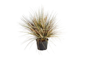 Hochwertiges Kunstgras auf transparentem Hintergrund mit echt wirkenden Kunstblättern in natürlicher Anordnung. Künstliches Gras - Mathilda hat die Farbe Natur und ist 65 cm hoch. | aplanta Kunstpflanzen