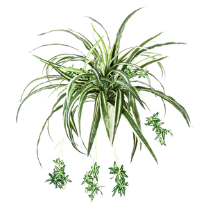 Künstliche Grünlilie - Lili auf transparentem Hintergrund mit echt wirkenden Kunstblättern in natürlicher Anordnung. Künstliche Grünlilie - Lili hat die Farbe Natur und ist 60 cm hoch. | aplanta Kunstpflanzen