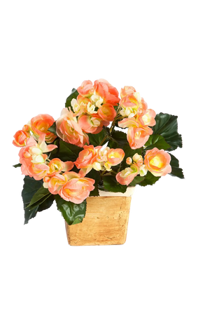 Künstliche Begonie - Steckpflanze - Amber auf transparentem Hintergrund mit echt wirkenden Kunstblättern in natürlicher Anordnung. Künstliche Begonie - Steckpflanze - Amber hat die Farbe Gelb und ist 20 cm hoch. | aplanta Kunstpflanzen