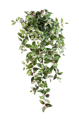 Hochwertige künstliche Hängepflanze auf transparentem Hintergrund mit echt wirkenden Kunstblättern in natürlicher Anordnung. Künstliches Zebrakraut - Alina hat die Farbe Natur und ist 70 cm hoch. | aplanta Kunstpflanzen