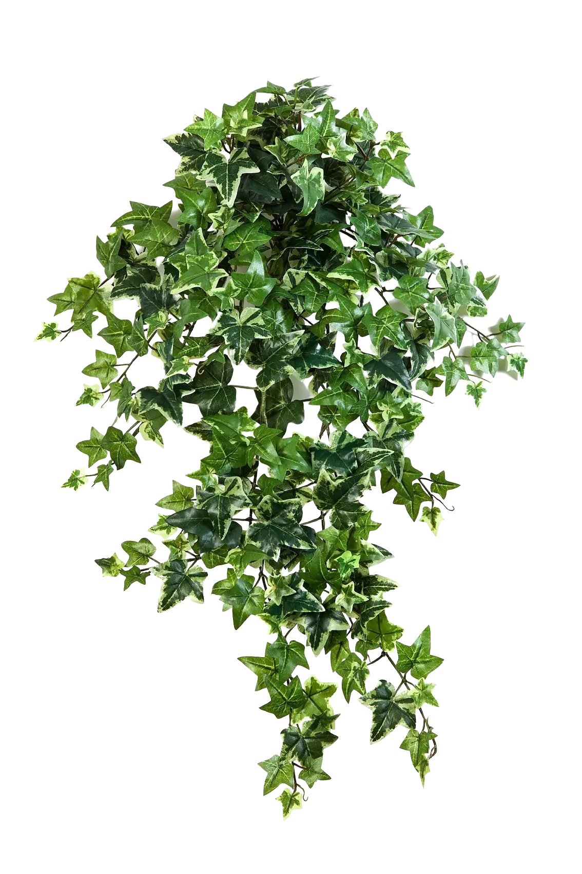 Hochwertige künstliche Hängepflanze auf transparentem Hintergrund mit echt wirkenden Kunstblättern in natürlicher Anordnung. Künstlicher Efeu - Alexandra hat die Farbe Natur und ist 70 cm hoch. | aplanta Kunstpflanzen