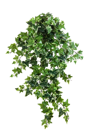 Hochwertige künstliche Hängepflanze auf transparentem Hintergrund mit echt wirkenden Kunstblättern in natürlicher Anordnung. Künstlicher Efeu - Alexandra hat die Farbe Natur und ist 70 cm hoch. | aplanta Kunstpflanzen