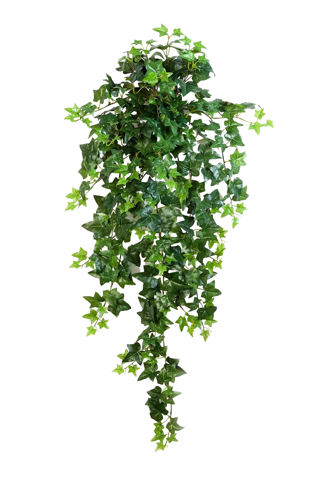 Hochwertige künstliche Hängepflanze auf transparentem Hintergrund mit echt wirkenden Kunstblättern in natürlicher Anordnung. Künstlicher Efeu - Angelina hat die Farbe Natur und ist 90 cm hoch. | aplanta Kunstpflanzen