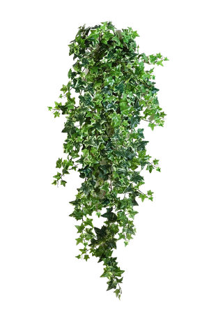 Hochwertige künstliche Hängepflanze auf transparentem Hintergrund mit echt wirkenden Kunstblättern in natürlicher Anordnung. Künstlicher Efeu - Aurelia hat die Farbe Natur und ist 110 cm hoch. | aplanta Kunstpflanzen