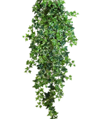 Hochwertige künstliche Hängepflanze auf transparentem Hintergrund mit echt wirkenden Kunstblättern in natürlicher Anordnung. Künstlicher Efeu - Aurelia hat die Farbe Natur und ist 110 cm hoch. | aplanta Kunstpflanzen
