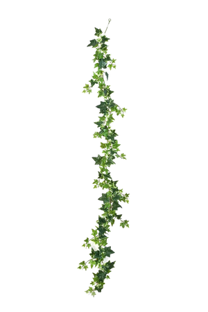 Hochwertige künstliche Hängepflanze auf transparentem Hintergrund mit echt wirkenden Kunstblättern in natürlicher Anordnung. Künstliche Efeu Girlande - Anne hat die Farbe Natur und ist 180 cm hoch. | aplanta Kunstpflanzen
