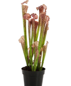 Künstliche Sarracenia - Arda auf transparentem Hintergrund mit echt wirkenden Kunstblättern in natürlicher Anordnung. Künstliche Sarracenia - Arda hat die Farbe Braun und ist 65 cm hoch. | aplanta Kunstpflanzen