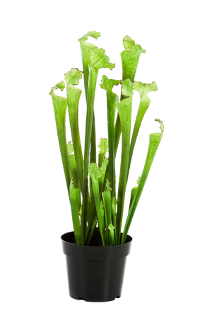 Künstliche Sarracenia - Andre | 65 cm auf transparentem Hintergrund mit echt wirkenden Kunstblättern in natürlicher Anordnung. | aplanta Kunstpflanzen