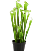 Künstliche Sarracenia - Andre | 65 cm auf transparentem Hintergrund mit echt wirkenden Kunstblättern in natürlicher Anordnung. | aplanta Kunstpflanzen