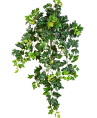 Hochwertige künstliche Hängepflanze auf transparentem Hintergrund mit echt wirkenden Kunstblättern in natürlicher Anordnung. Künstliche Hänge-Weinrebe - Amir hat die Farbe Natur und ist 70 cm hoch. | aplanta Kunstpflanzen