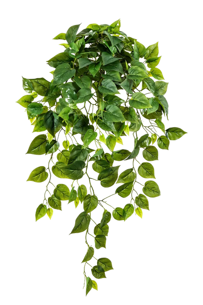 Hochwertige Monstera Kunstpflanze auf transparentem Hintergrund mit echt wirkenden Kunstblättern in natürlicher Anordnung. Künstliche Hänge-Monstera - Barbara hat die Farbe Natur und hat eine Höhe von 85 cm | aplanta Kunstpflanzen