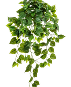 Hochwertige Monstera Kunstpflanze auf transparentem Hintergrund mit echt wirkenden Kunstblättern in natürlicher Anordnung. Künstliche Hänge-Monstera - Barbara hat die Farbe Natur und hat eine Höhe von 85 cm | aplanta Kunstpflanzen