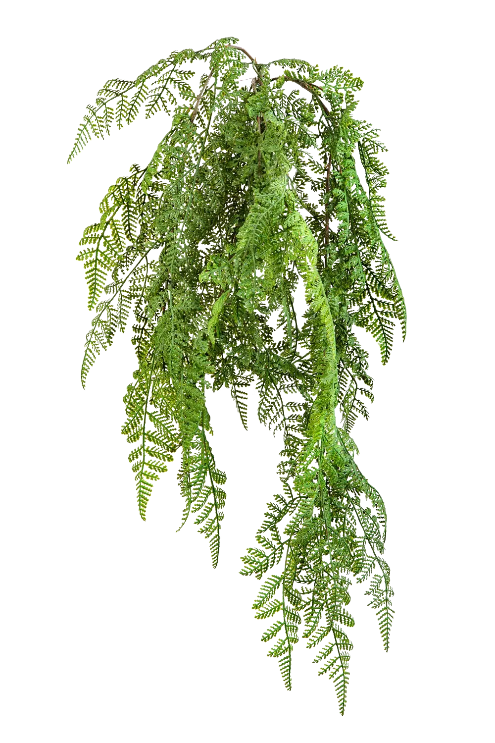 Hochwertige künstliche Hängepflanze auf transparentem Hintergrund mit echt wirkenden Kunstblättern in natürlicher Anordnung. Künstlicher Hänge-Wurmfarn - Bennett hat die Farbe Natur und ist 60 cm hoch. | aplanta Kunstpflanzen