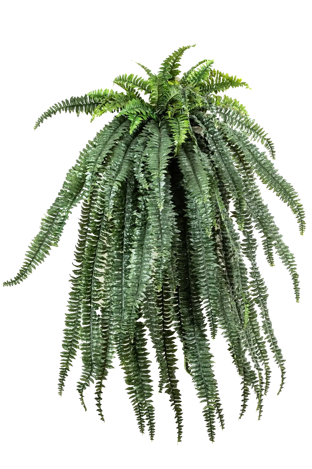 Künstliche Hänge-Farn - Christina auf transparentem Hintergrund mit echt wirkenden Kunstblättern. Diese Kunstpflanze gehört zur Gattung/Familie der "Farne" bzw. "Kunst-Farne".