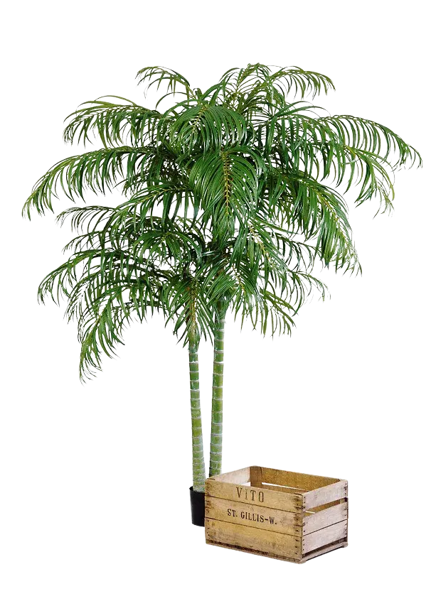 Hochwertige Kunstpalme auf transparentem Hintergrund mit echt wirkenden Kunstblättern in natürlicher Anordnung. Künstliche Areca Palme - Christine hat die Farbe Natur und ist 210 cm hoch. | aplanta Kunstpflanzen