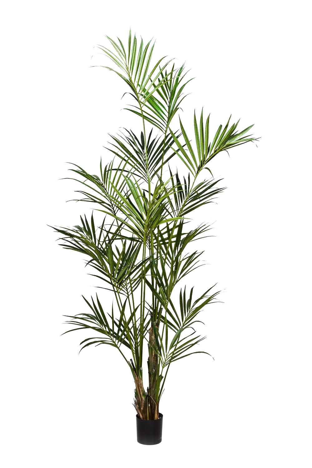 Hochwertige Kunstpalme auf transparentem Hintergrund mit echt wirkenden Kunstblättern in natürlicher Anordnung. Künstliche Kentia Palme - Cataleya hat die Farbe Natur und ist 260 cm hoch. | aplanta Kunstpflanzen