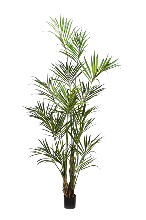 Hochwertige Kunstpalme auf transparentem Hintergrund mit echt wirkenden Kunstblättern in natürlicher Anordnung. Künstliche Kentia Palme - Cataleya hat die Farbe Natur und ist 260 cm hoch. | aplanta Kunstpflanzen