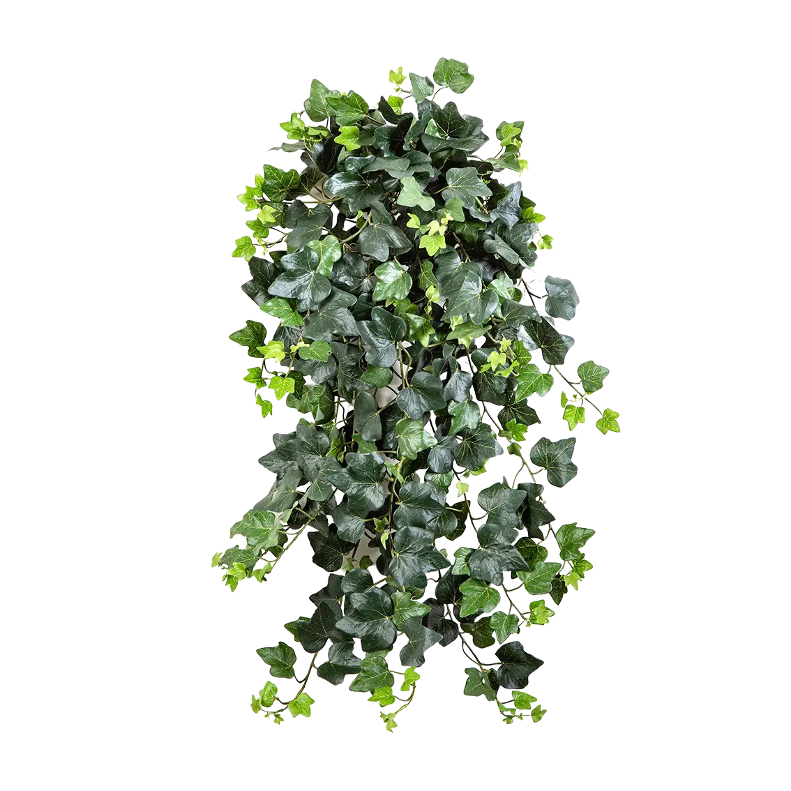 Hochwertige künstliche Hängepflanze auf transparentem Hintergrund mit echt wirkenden Kunstblättern in natürlicher Anordnung. Künstlicher Efeu - Emily hat die Farbe Natur und ist 75 cm hoch. | aplanta Kunstpflanzen