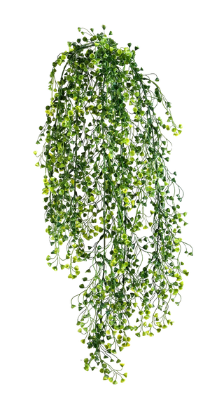 Hochwertige künstliche Hängepflanze auf transparentem Hintergrund mit echt wirkenden Kunstblättern in natürlicher Anordnung. Künstlicher Hängebusch - Elise hat die Farbe Natur und ist 70 cm hoch. | aplanta Kunstpflanzen