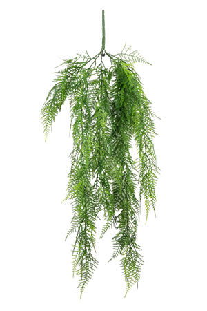 Hochwertige künstliche Hängepflanze auf transparentem Hintergrund mit echt wirkenden Kunstblättern in natürlicher Anordnung. Künstlicher Hänge-Asparagus - Elaine hat die Farbe Natur und ist 75 cm hoch. | aplanta Kunstpflanzen