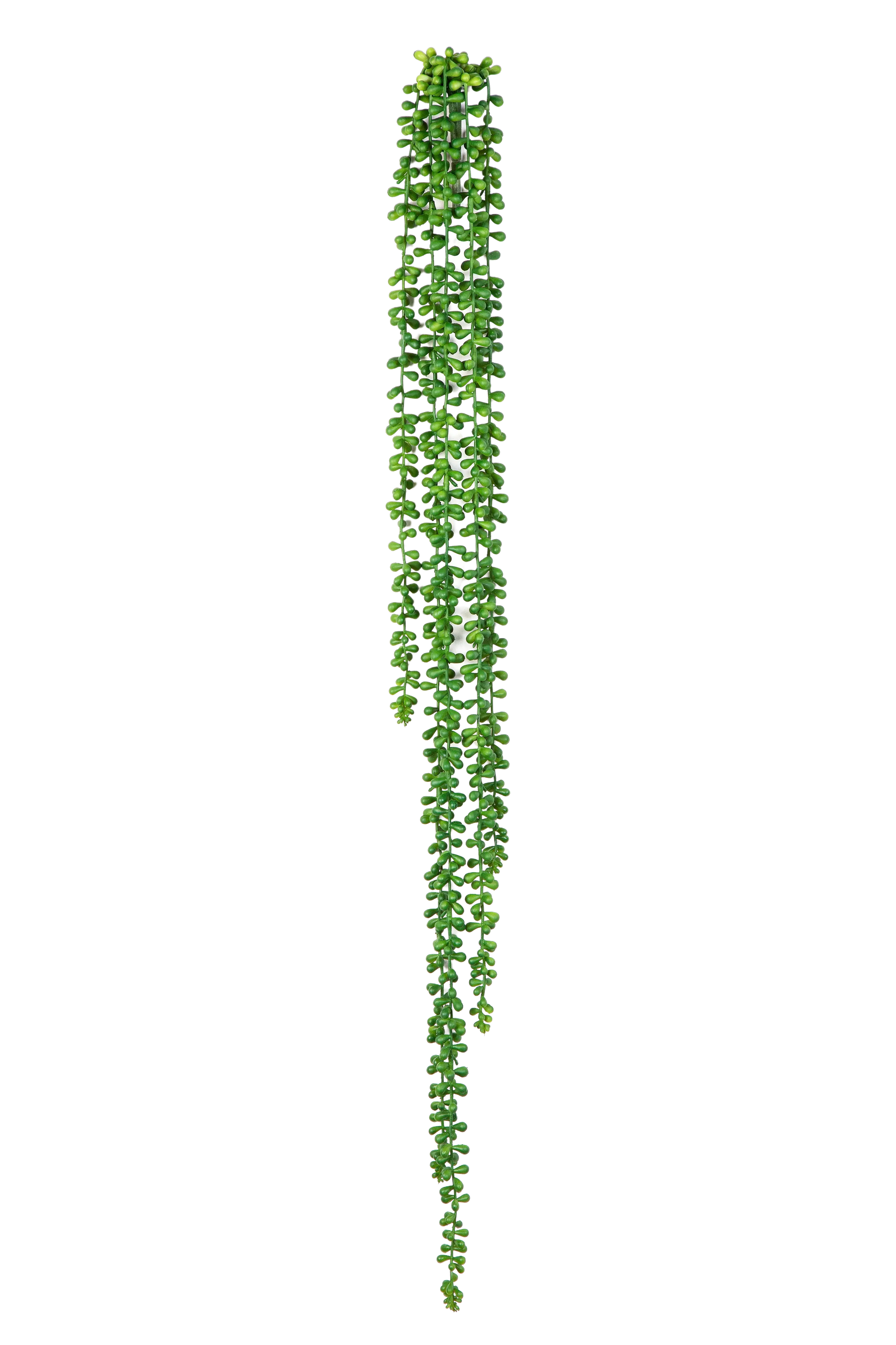 Hochwertige künstliche Hängepflanze auf transparentem Hintergrund mit echt wirkenden Kunstblättern in natürlicher Anordnung. Künstliche Erbsenpflanze - Tristan hat die Farbe Natur und ist 90 cm hoch. | aplanta Kunstpflanzen