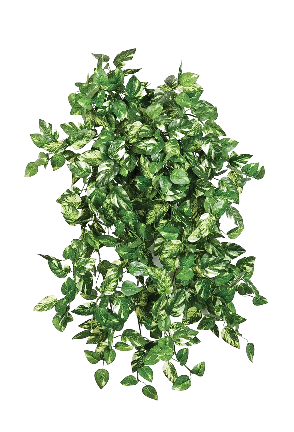 Hochwertige künstliche Hängepflanze auf transparentem Hintergrund mit echt wirkenden Kunstblättern in natürlicher Anordnung. Künstliche Pothos - Emir hat die Farbe Natur | aplanta Kunstpflanzen