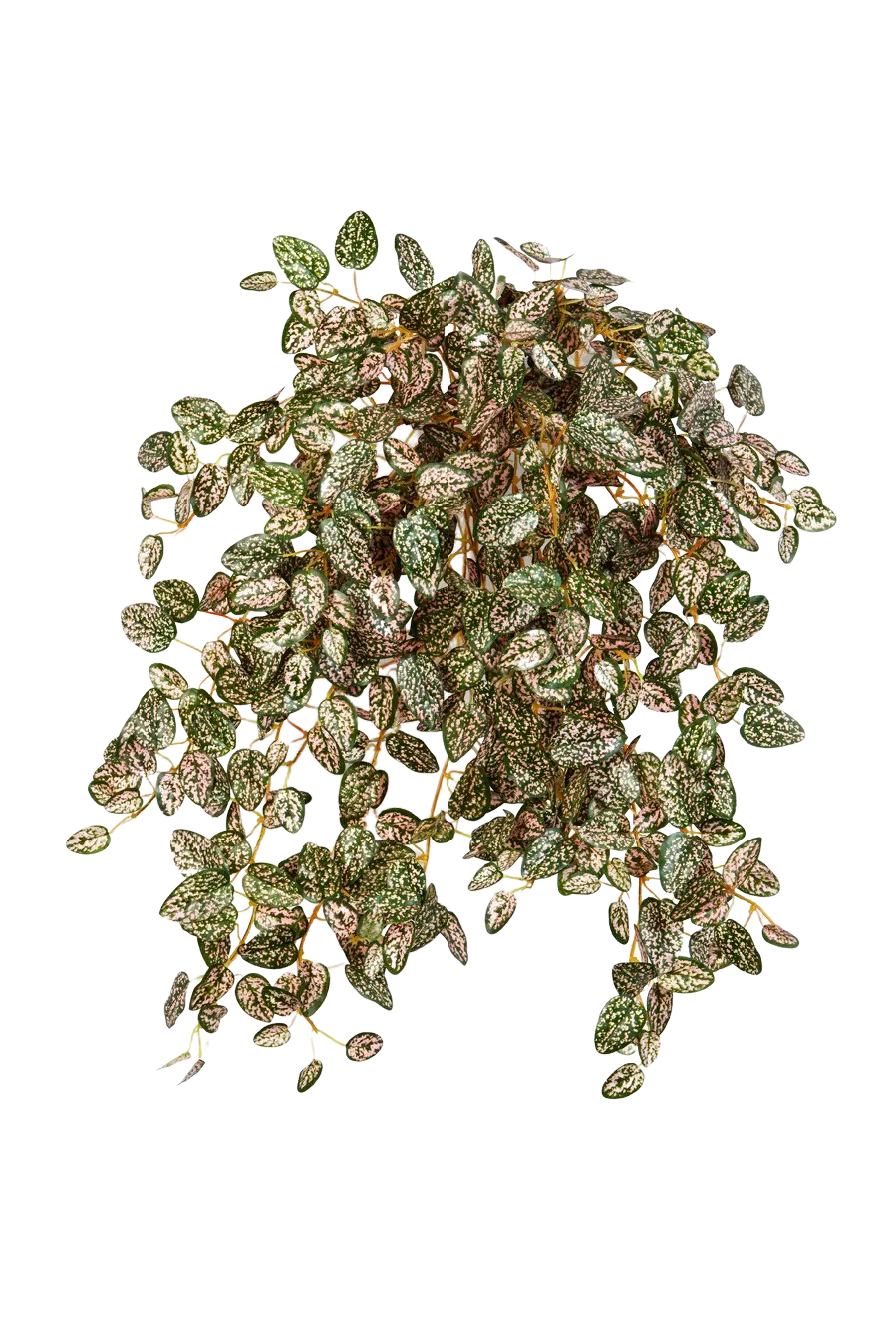 Hochwertige künstliche Hängepflanze auf transparentem Hintergrund mit echt wirkenden Kunstblättern in natürlicher Anordnung. Künstliche Hypoestes - Eliah hat die Farbe Natur | aplanta Kunstpflanzen