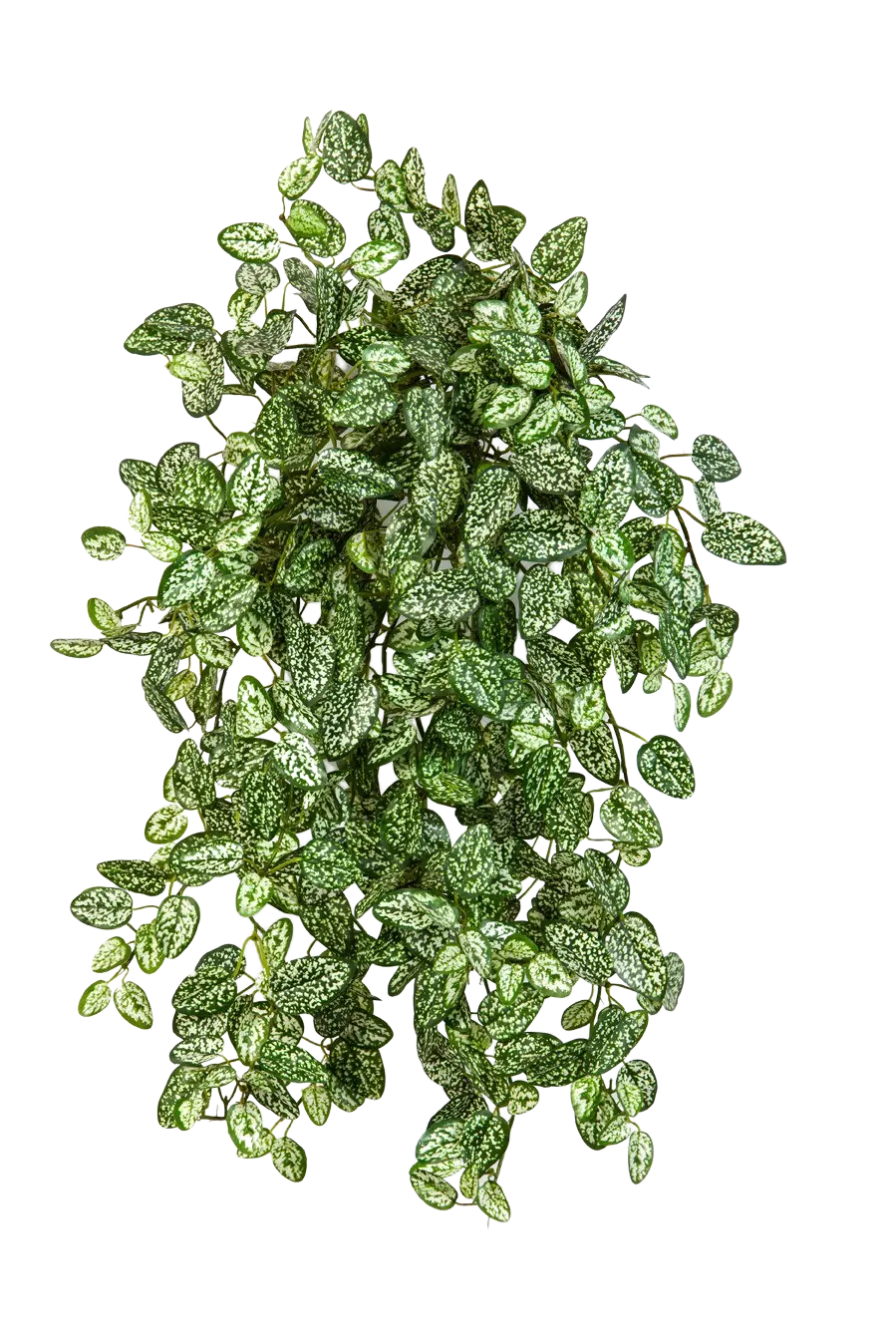 Hochwertige künstliche Hängepflanze auf transparentem Hintergrund mit echt wirkenden Kunstblättern in natürlicher Anordnung. Künstliche Hypoestes - Efe hat die Farbe Natur | aplanta Kunstpflanzen