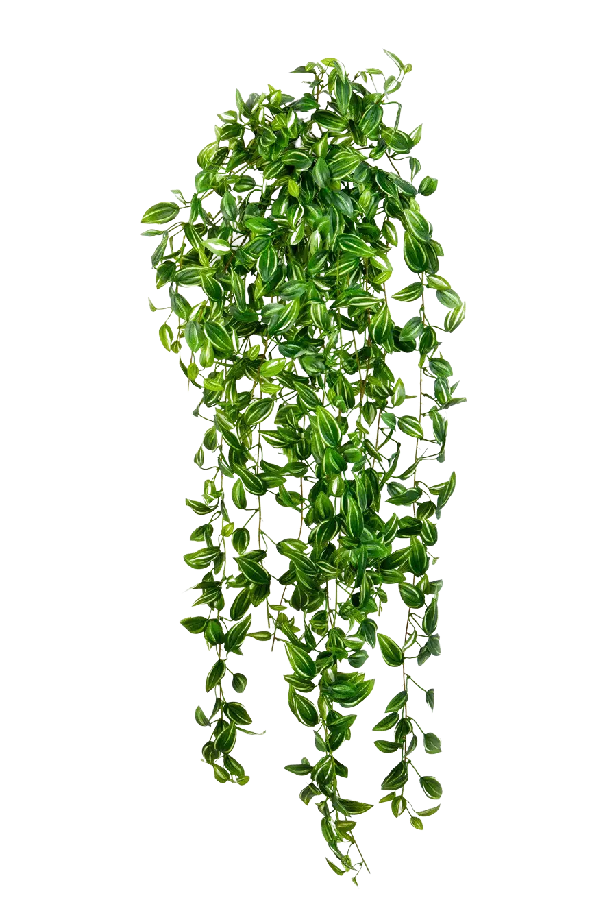 Hochwertige künstliche Hängepflanze auf transparentem Hintergrund mit echt wirkenden Kunstblättern in natürlicher Anordnung. Künstliche Hänge-Dreimasterblume - Fenja hat die Farbe Natur und ist 85 cm hoch. | aplanta Kunstpflanzen