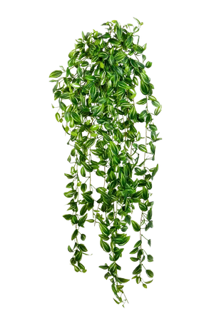 Hochwertige künstliche Hängepflanze auf transparentem Hintergrund mit echt wirkenden Kunstblättern in natürlicher Anordnung. Künstliche Hänge-Dreimasterblume - Fenja hat die Farbe Natur und ist 85 cm hoch. | aplanta Kunstpflanzen