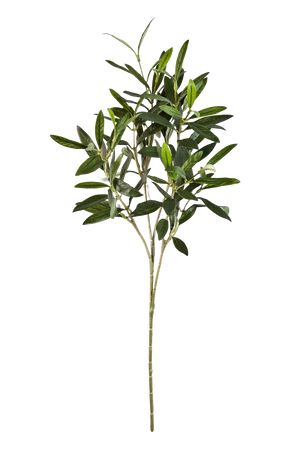 Hochwertiger Olivenbaum künstlich auf transparentem Hintergrund mit echt wirkenden Kunstblättern in natürlicher Anordnung. Künstlicher Olivenbaum-Zweig - Gero hat die Farbe Natur und ist 50 cm hoch. | aplanta Kunstpflanzen