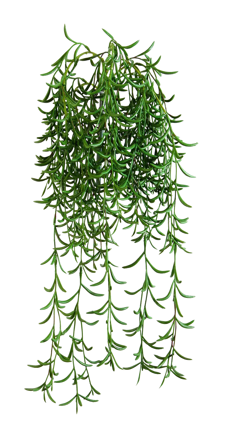 Hochwertige künstliche Hängepflanze auf transparentem Hintergrund mit echt wirkenden Kunstblättern in natürlicher Anordnung. Künstliche Hänge-Sukkulente - Henriette hat die Farbe Natur und ist 45 cm hoch. | aplanta Kunstpflanzen