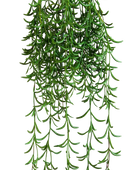 Hochwertige künstliche Hängepflanze auf transparentem Hintergrund mit echt wirkenden Kunstblättern in natürlicher Anordnung. Künstliche Hänge-Sukkulente - Henriette hat die Farbe Natur und ist 45 cm hoch. | aplanta Kunstpflanzen