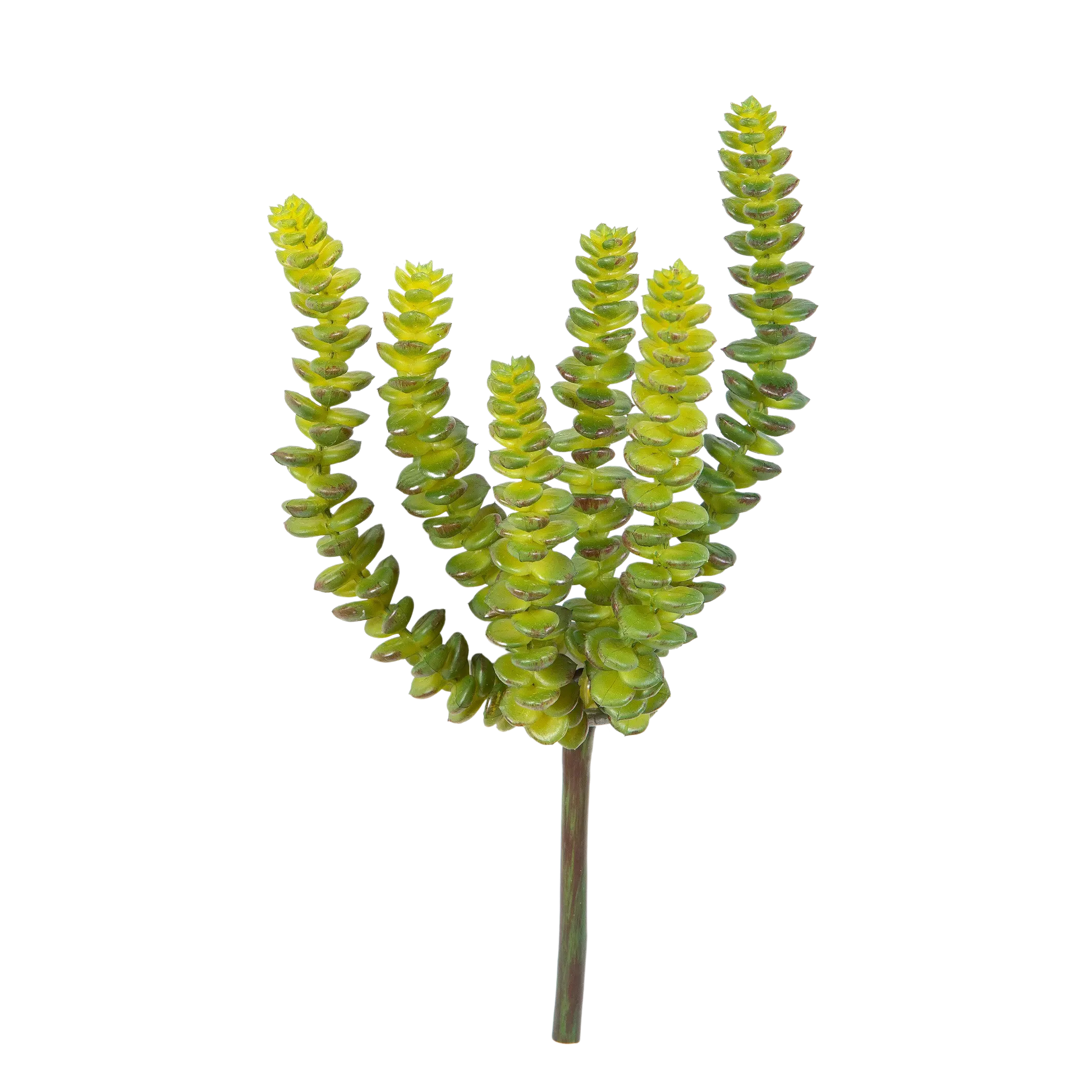 Künstliche Crassula - Hedi | 17 cm auf transparentem Hintergrund mit echt wirkenden Kunstblättern in natürlicher Anordnung. | aplanta Kunstpflanzen